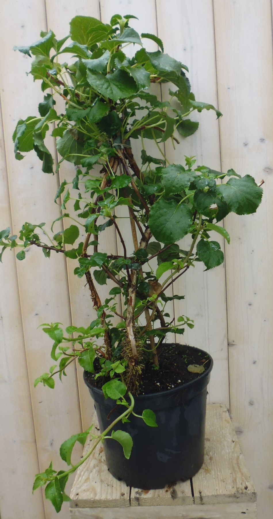 https://cdn.warentuin.nl/media/catalog/product/k/l/klimhortensia_2__2ac4.jpg