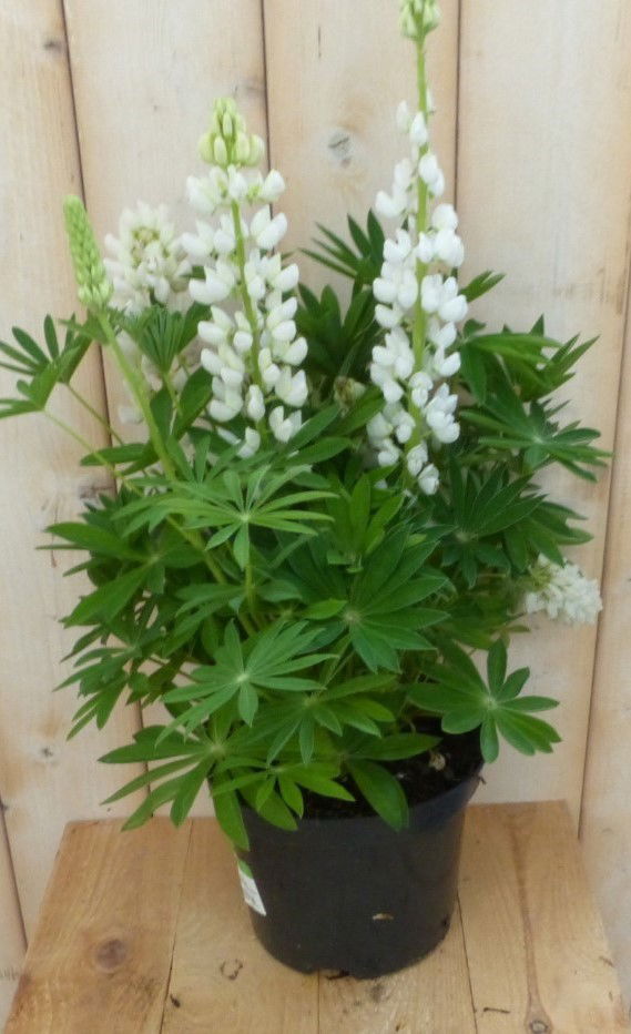 https://cdn.warentuin.nl/media/catalog/product/l/u/lupinus_lupine_wit_50_cm_warentuin_natuurlijk_1__f0f9.jpg