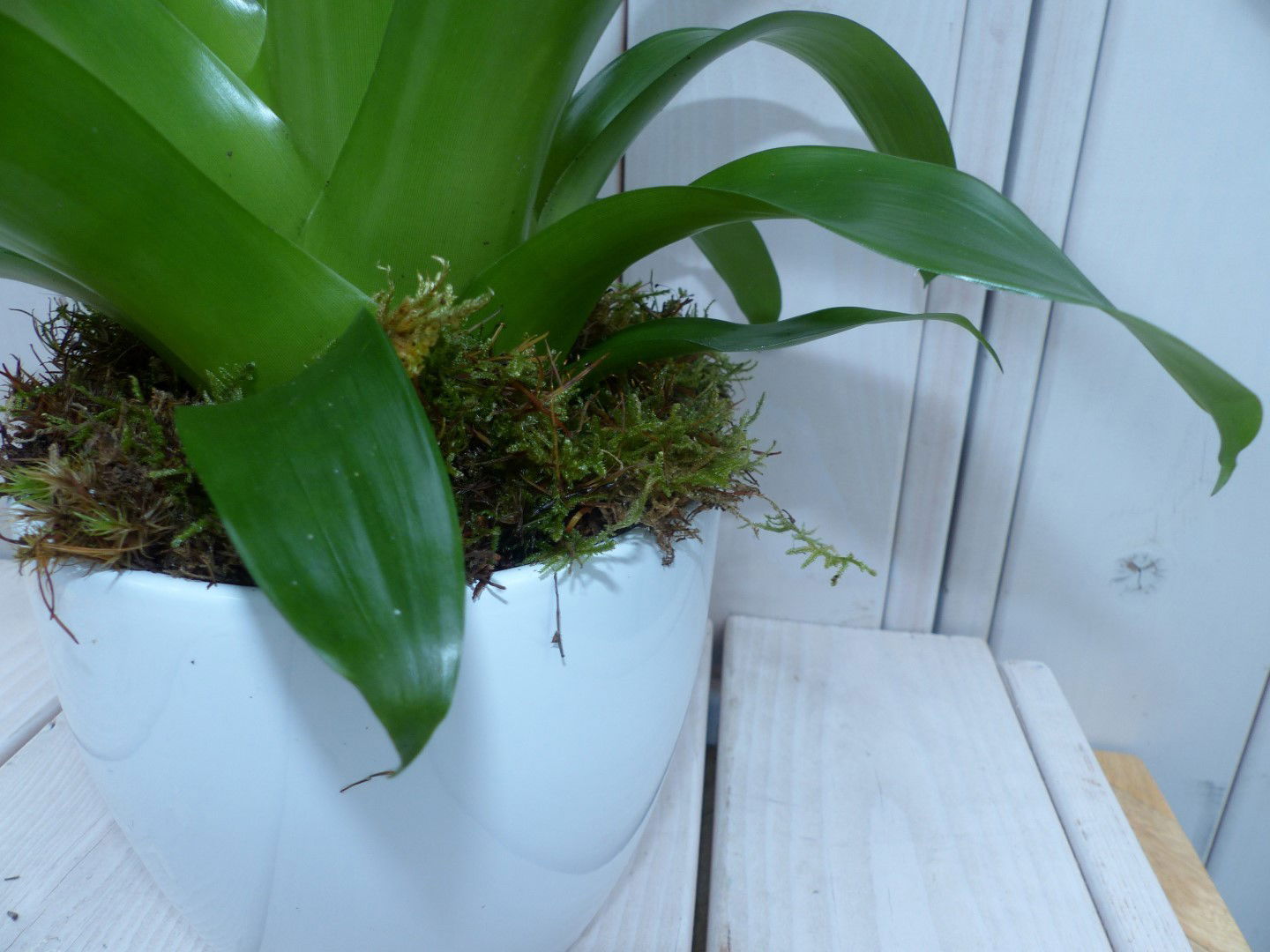https://cdn.warentuin.nl/media/catalog/product/m/o/mos_decoratie_hoe_het_er_uitziet_warentuin_6_1505.jpg