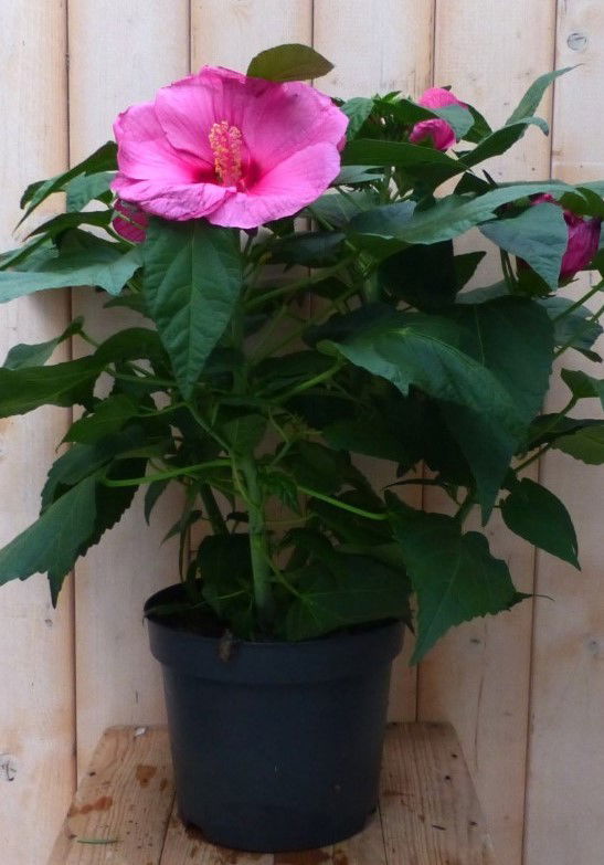 https://cdn.warentuin.nl/media/catalog/product/n/e/newbiscus_roze_warentuin_natuurlijk_1__4bd6.jpg