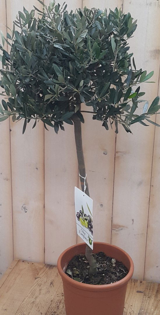https://cdn.warentuin.nl/media/catalog/product/o/l/olea_op_stam_100_cm_7__2f40.jpg