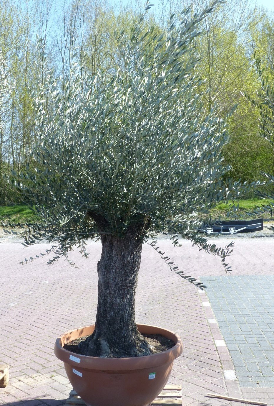 https://cdn.warentuin.nl/media/catalog/product/o/l/olijf_boom_dikke_oud_estam_medium_9ba7.jpg