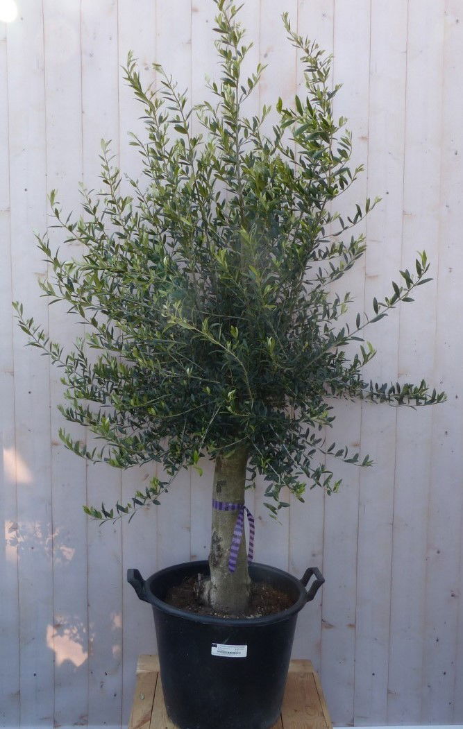 https://cdn.warentuin.nl/media/catalog/product/o/l/olijfboom_olea_180_cm_dikke_stam_45_cm_hoog_warentuin_natuurlijk_1__1bd8.jpg