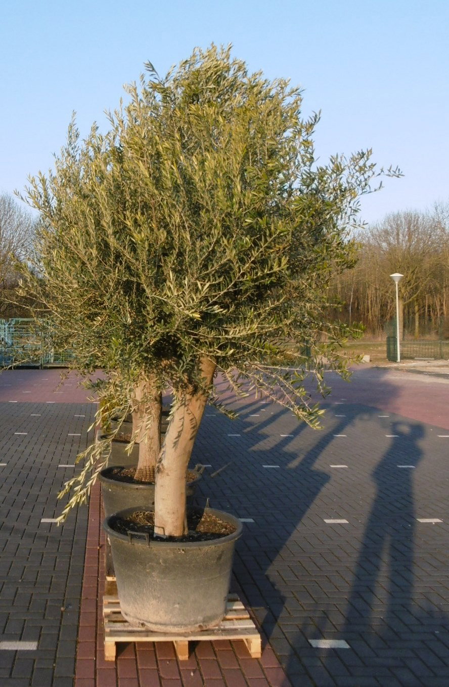 https://cdn.warentuin.nl/media/catalog/product/o/l/olijfboom_olea_260_cm_7__334d.jpg