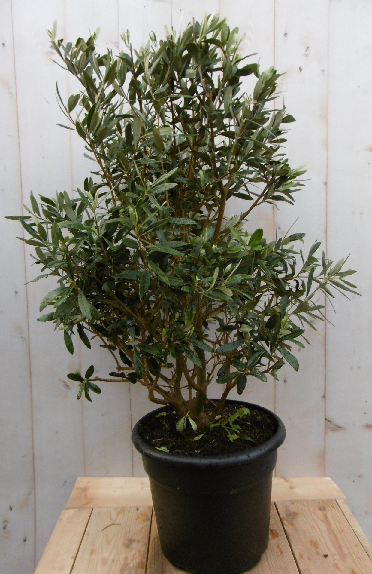 https://cdn.warentuin.nl/media/catalog/product/o/l/olijfboom_olea_europaea_90_cm_10__6902.jpg