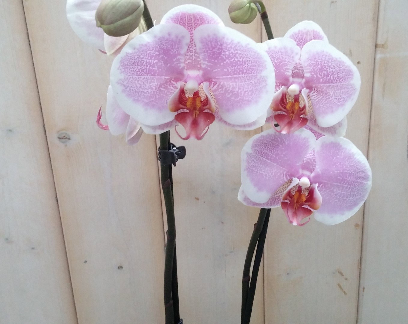 https://cdn.warentuin.nl/media/catalog/product/o/r/orchidee_phalaenopsis_in_zwart_potje_waterntuin_natuurlijk_2__e4dd.jpg