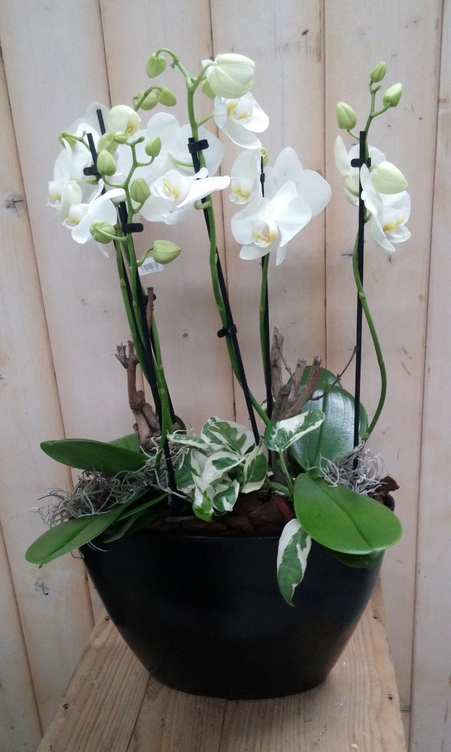 https://cdn.warentuin.nl/media/catalog/product/p/h/phalaenopsis_orchidee_10__5e3b.jpg