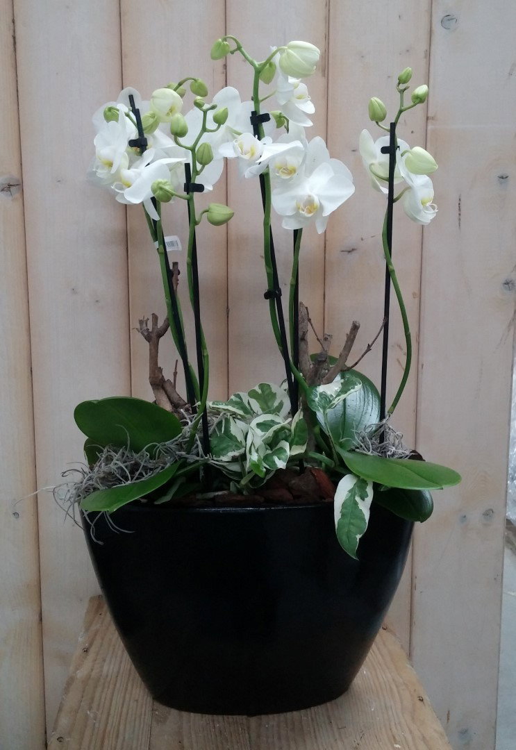 https://cdn.warentuin.nl/media/catalog/product/p/h/phalaenopsis_orchidee_1__18ff.jpg
