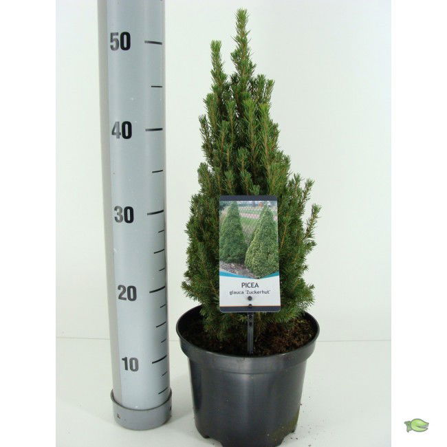 Warentuin natuurlijk Picea glauca zuckerhut - 