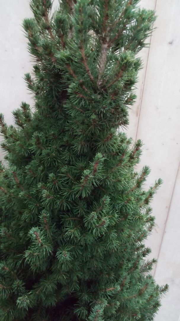 https://cdn.warentuin.nl/media/catalog/product/p/i/picea_groot_1__2_759d.jpg