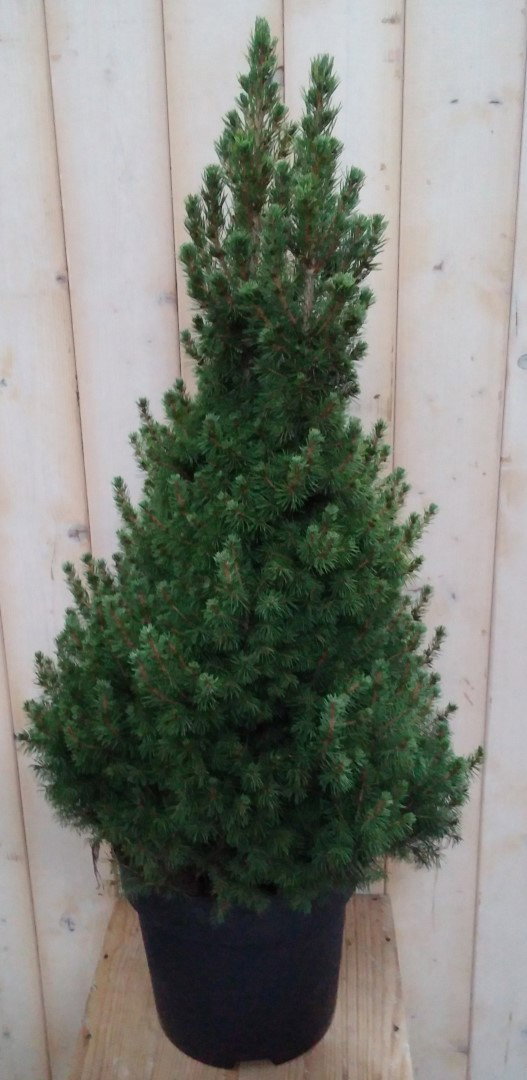 https://cdn.warentuin.nl/media/catalog/product/p/i/picea_groot_3__2_28eb.jpg