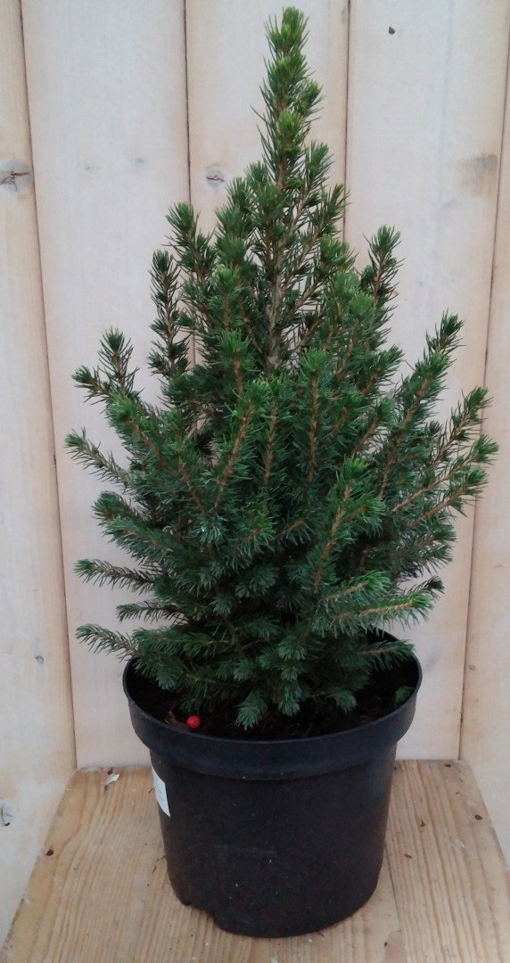 https://cdn.warentuin.nl/media/catalog/product/p/i/picea_klein_1__2_347a.jpg