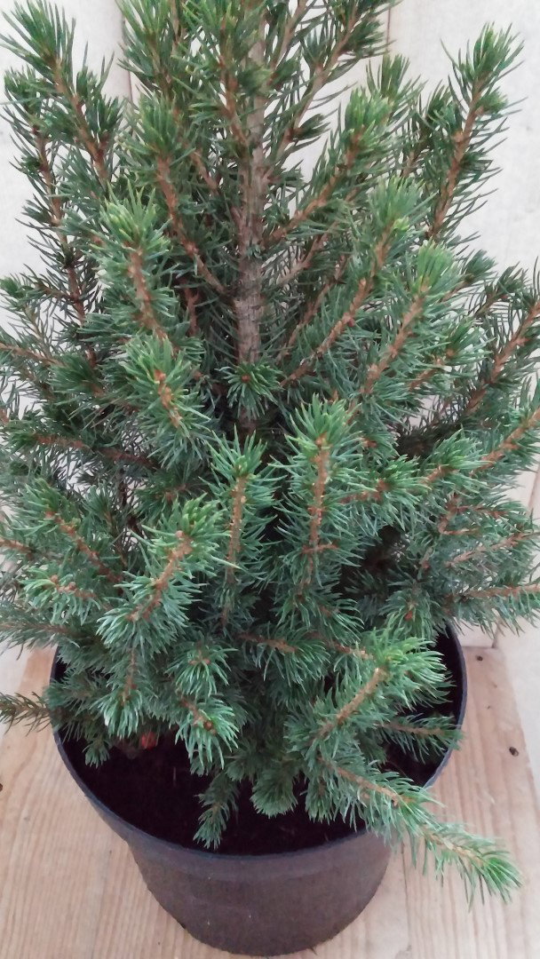https://cdn.warentuin.nl/media/catalog/product/p/i/picea_klein_3__53dd.jpg