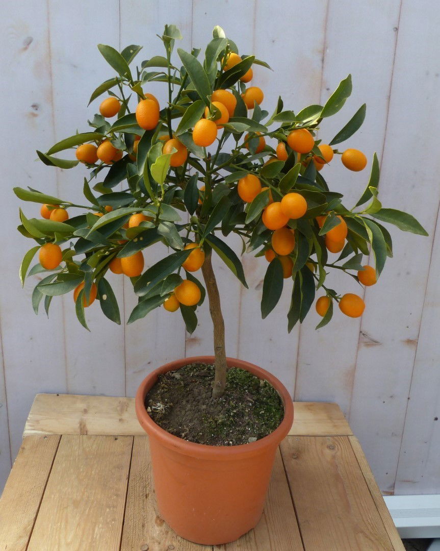 https://cdn.warentuin.nl/media/catalog/product/p/l/plant_4_klaar_fea2.jpg