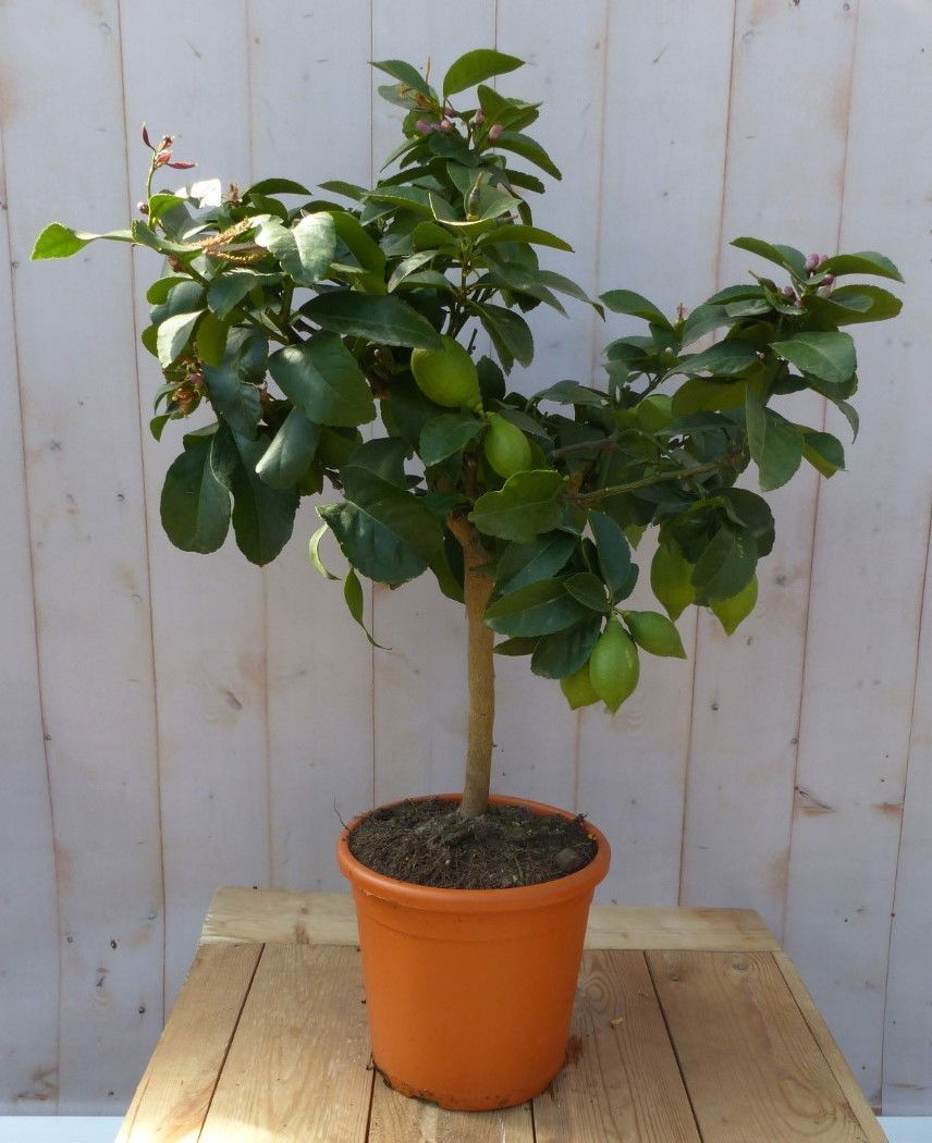 Citrusboompje Warentuin Natuurlijk