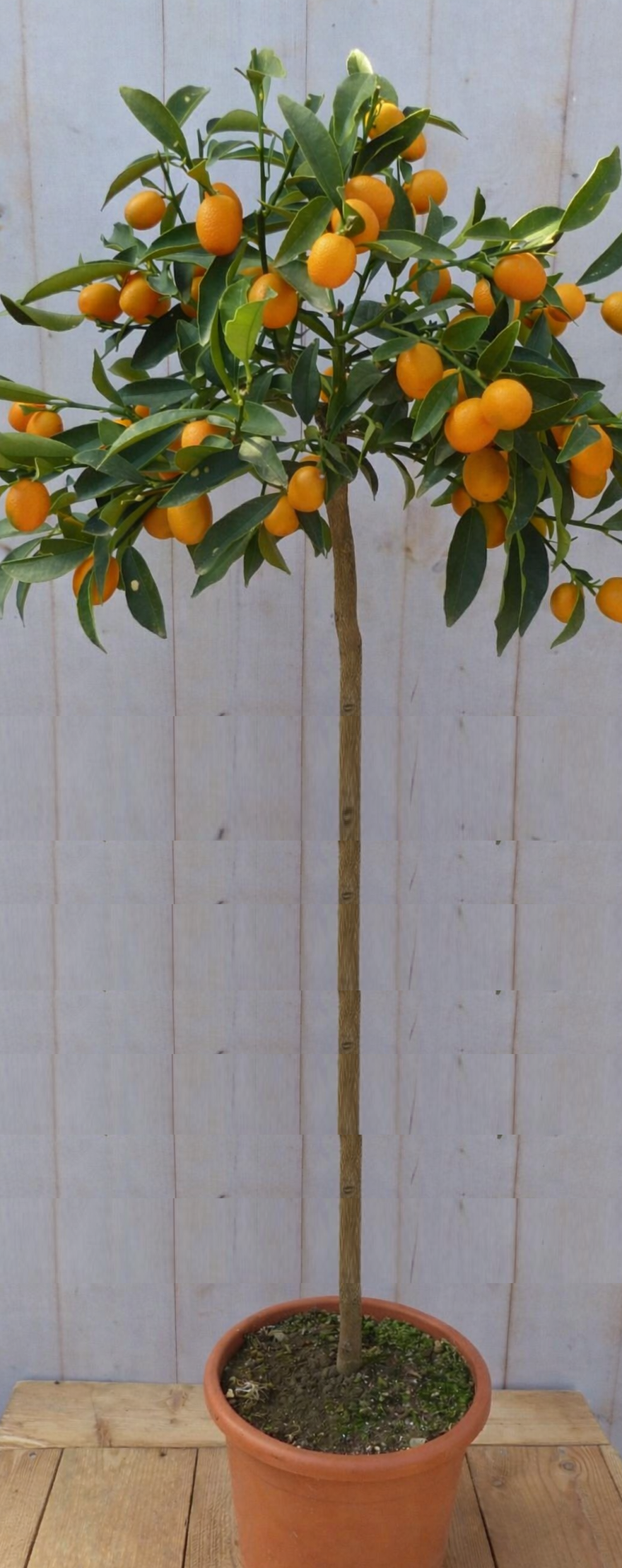 https://cdn.warentuin.nl/media/catalog/product/p/l/plantdfd_4_klaar_5be1.png