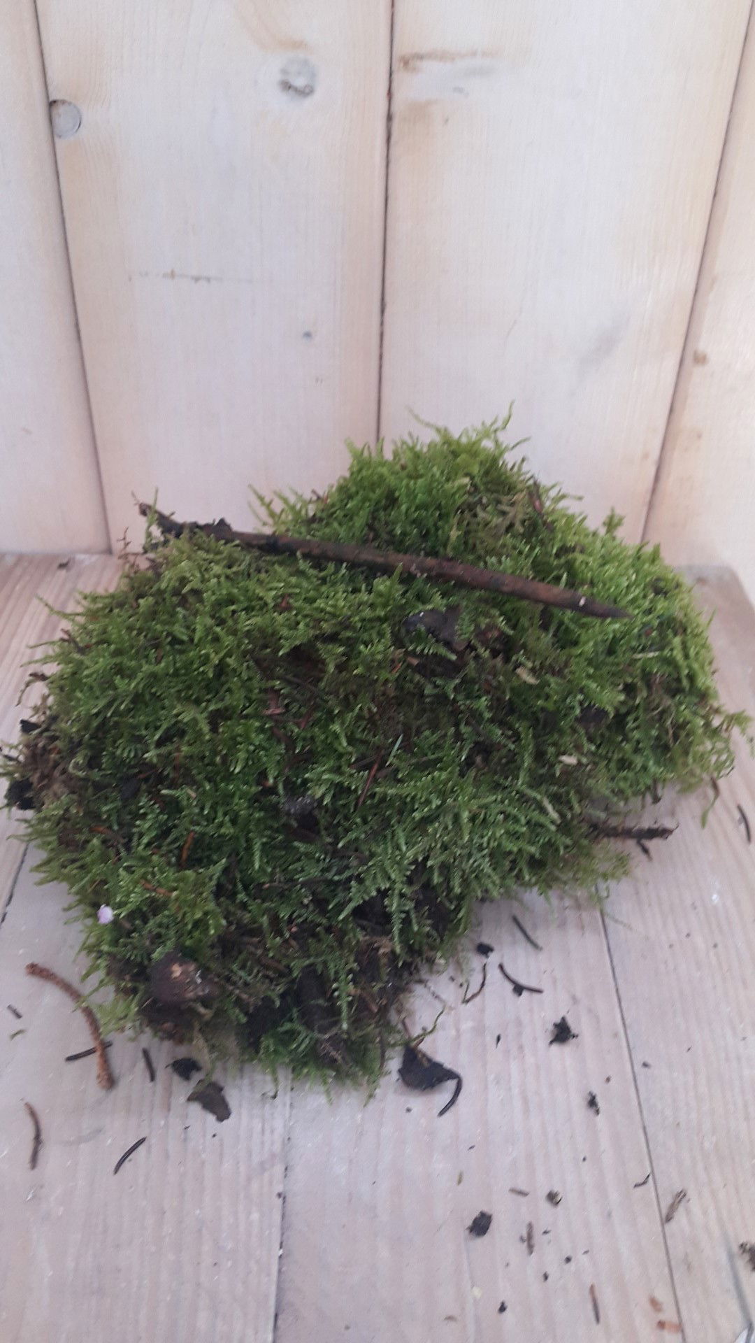 https://cdn.warentuin.nl/media/catalog/product/p/l/platmos_vers_in_zakje_warentuin_natuurlijk_1__2d16.jpg