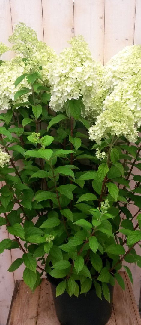 Warentuin natuurlijk Pluim Hortensia Hydrangea Wit Groot - 