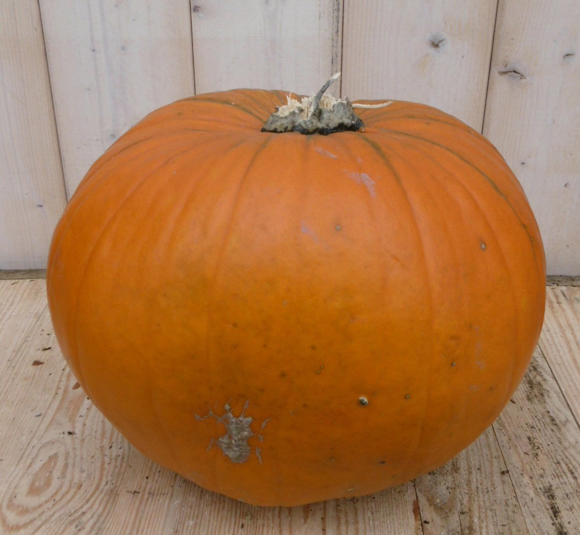 Pompoen 30 tot 40 cm Cucurbita Warentuin Natuurlijk - Warentuin natuurlijk
