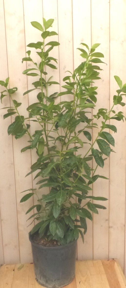 https://cdn.warentuin.nl/media/catalog/product/p/r/prunus_rotundifolia_160_cm_warentuin_natuurlijk_1__1_f9fe.jpg