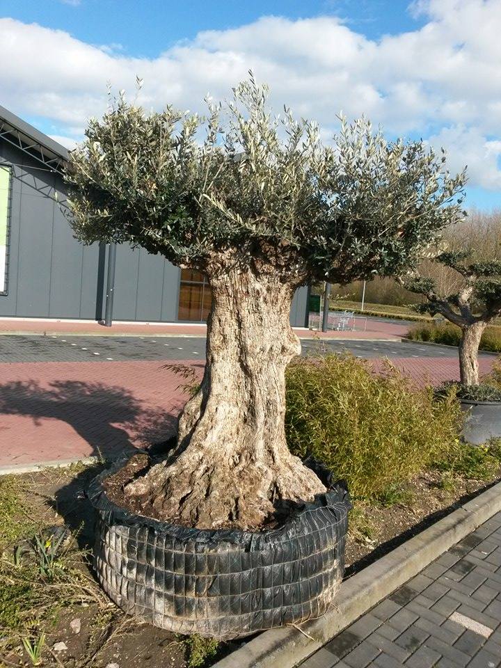 Reuze Olijfboom Olea 300 cm XXXL Warentuin Natuurlijk