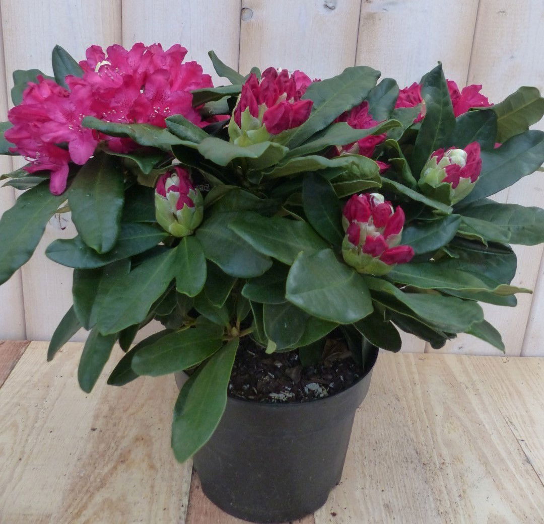 https://cdn.warentuin.nl/media/catalog/product/r/o/rododendron_40_cm_rood_warentuin_natuurlijk_1__16a7.jpg