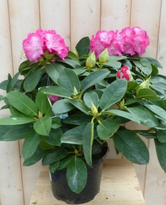 https://cdn.warentuin.nl/media/catalog/product/r/o/rododendron_40_cm_roze_warentuin_natuurlijk_1__5621.jpg