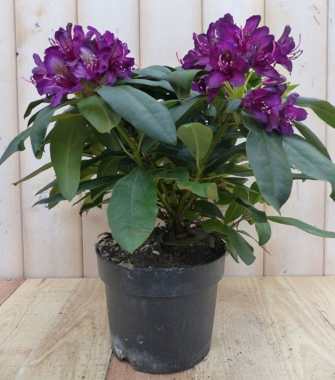 https://cdn.warentuin.nl/media/catalog/product/r/o/rododendron_40_cm_rozepaars_warentuin_natuurlijk_9__1_847c.jpg