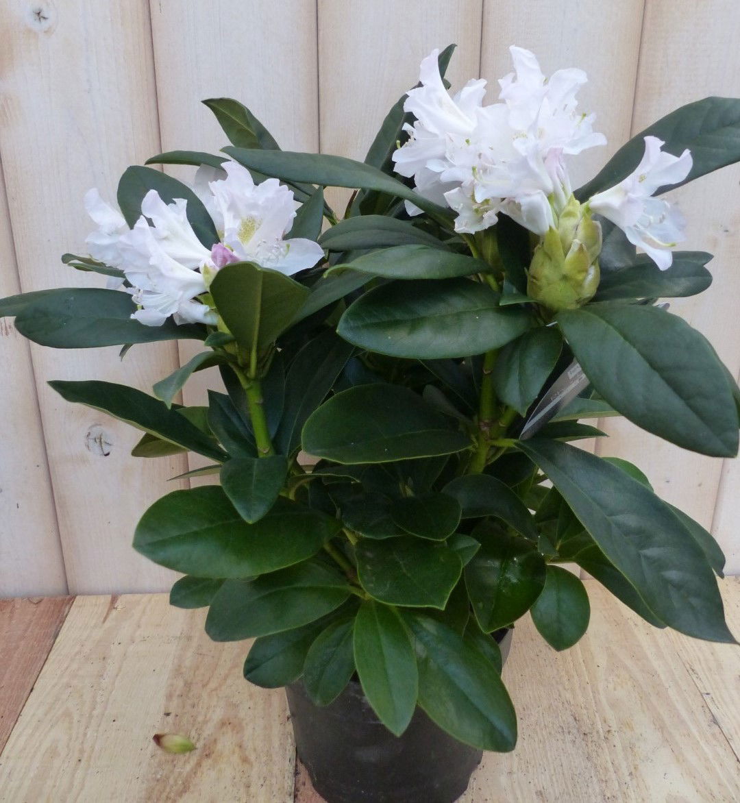 https://cdn.warentuin.nl/media/catalog/product/r/o/rododendron_40_cm_wit_warentuin_natuurlijk_2__a937.jpg