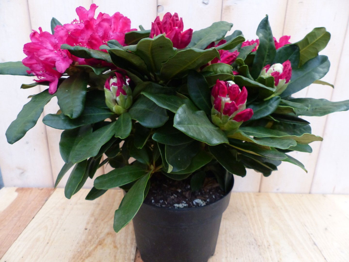 https://cdn.warentuin.nl/media/catalog/product/r/o/rododendron_60_cm_rood_warentuin_natuurlijk_2__cdf8.jpg