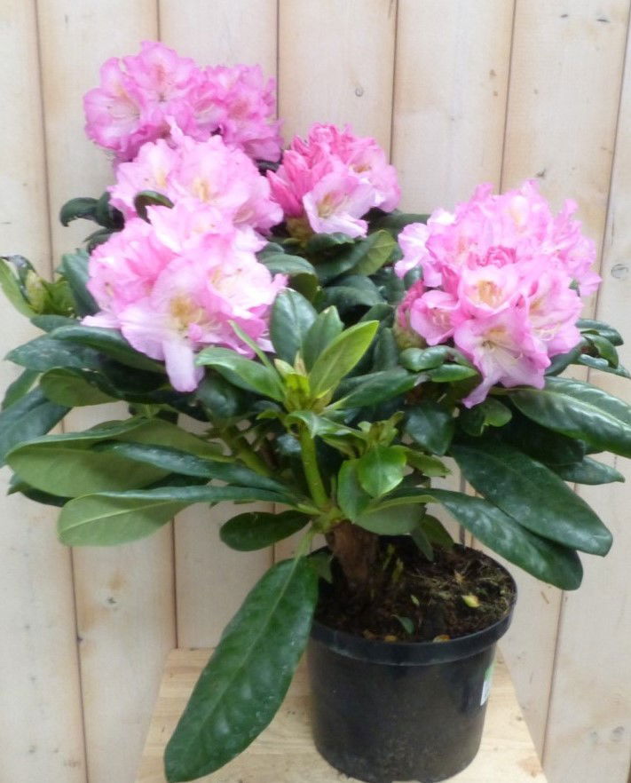 https://cdn.warentuin.nl/media/catalog/product/r/o/rododendron_60_cm_roze_warentuin_natuurlijk_3__5401.jpg
