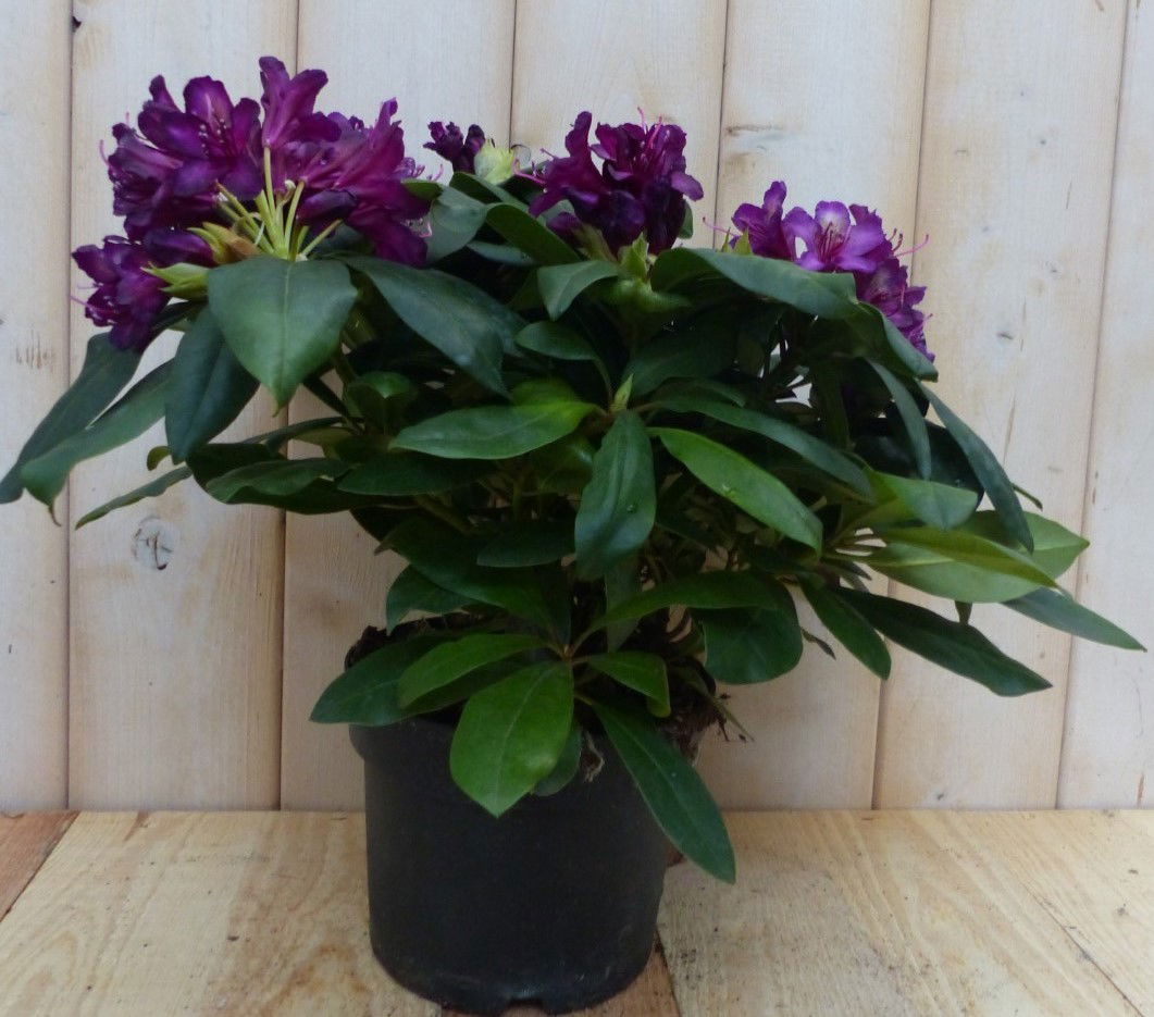 https://cdn.warentuin.nl/media/catalog/product/r/o/rododendron_60_cm_rozepaars_warentuin_natuurlijk_7__1_6e74.jpg