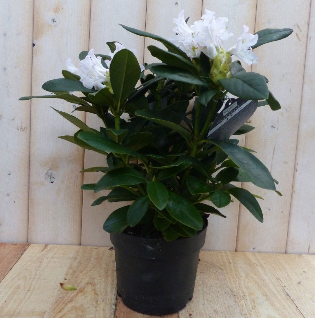 https://cdn.warentuin.nl/media/catalog/product/r/o/rododendron_60_cm_wit_warentuin_natuurlijk_1__10d7.jpg