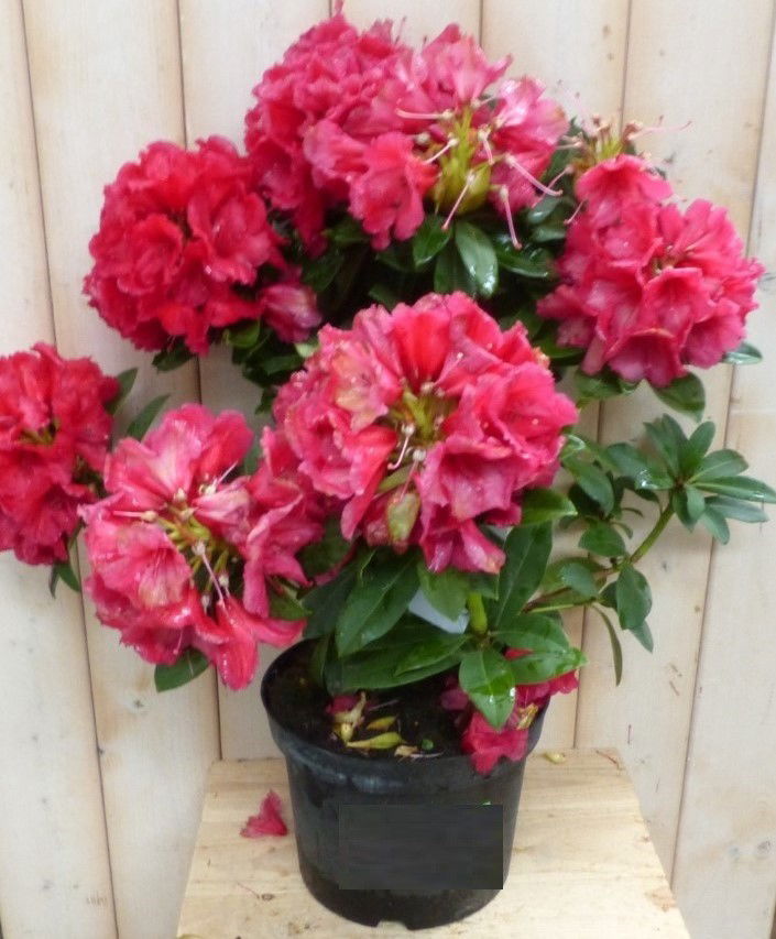 https://cdn.warentuin.nl/media/catalog/product/r/o/rododendron_80_cm_rood_warentuin_natuurlijk_2__33b7.jpg