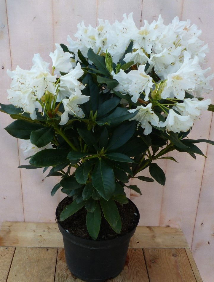 https://cdn.warentuin.nl/media/catalog/product/r/o/rododendron_80_cm_wit_warentuin_natuurlijk_2__d143.jpg