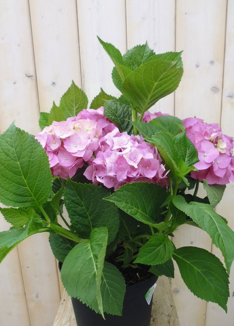 https://cdn.warentuin.nl/media/catalog/product/r/o/roze_hortensia_1__ad40.jpg