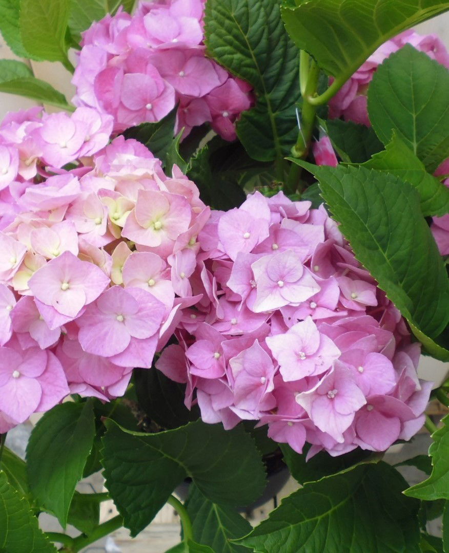 https://cdn.warentuin.nl/media/catalog/product/r/o/roze_hortensia_3__1_f6f4.jpg