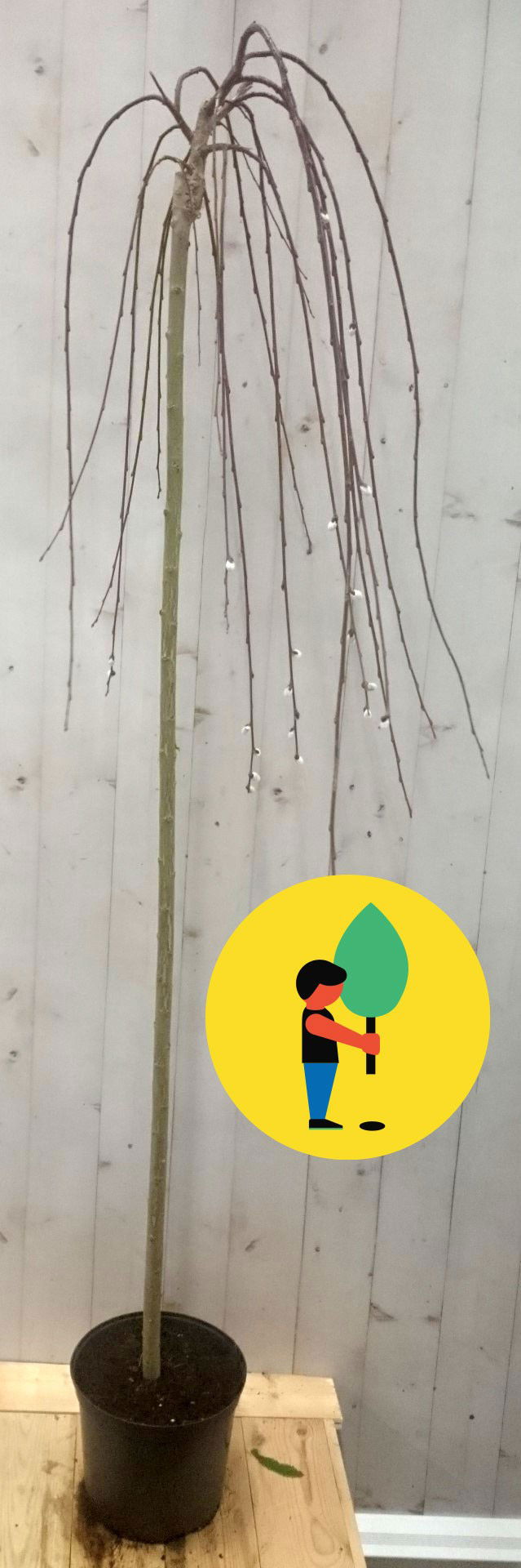 Urban street forest Salix Katjesboom 150 cm - 