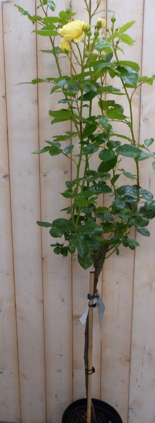 https://cdn.warentuin.nl/media/catalog/product/s/t/stamroos_100_cm_geel_warentuin_natuurlijk_3__239a.jpg