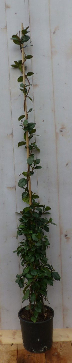 https://cdn.warentuin.nl/media/catalog/product/t/o/toscaanse_jasmijn_150_cm_warentuin_natuurlijk_6466.jpg