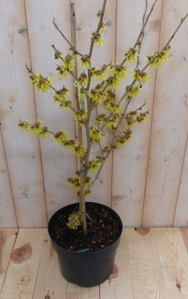 Warentuin natuurlijk Toverhazelaar mix 60 cm Geel Hamamelis  - 
