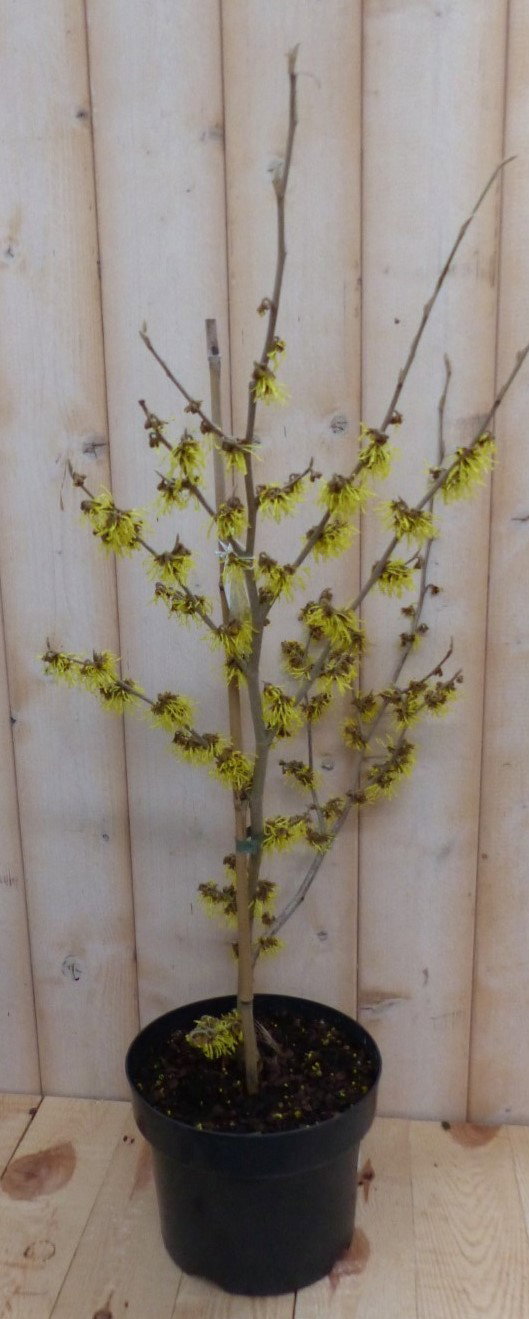 https://cdn.warentuin.nl/media/catalog/product/t/o/toverhazelaar_hamamelis_40_cm_warentuin_natuurlijk_2__2_b9f5.jpg