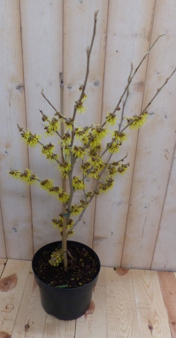 https://cdn.warentuin.nl/media/catalog/product/t/o/toverhazelaar_hamamelis_40_cm_warentuin_natuurlijk_3__612b.jpg