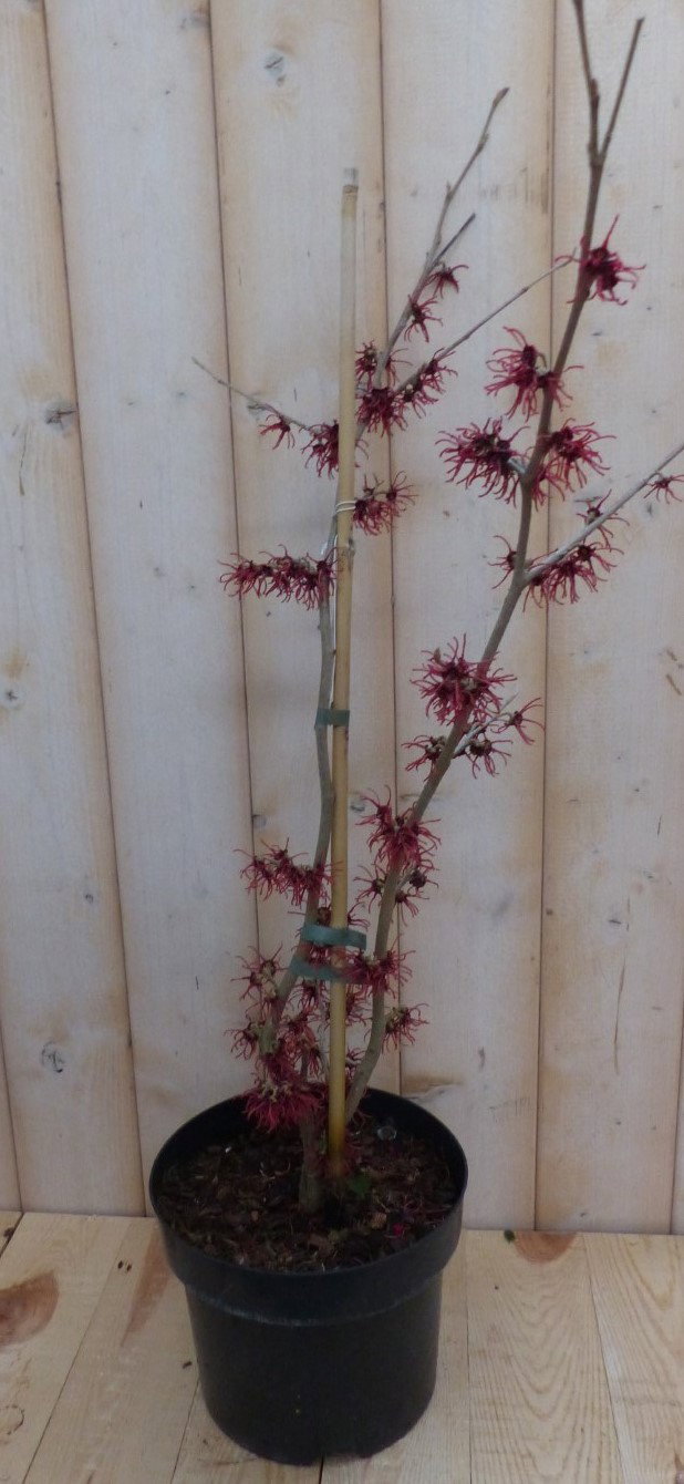 https://cdn.warentuin.nl/media/catalog/product/t/o/toverhazelaar_hamamelis_80_cm_rood_roze_warentuin_natuurlijk_3__2c75.jpg