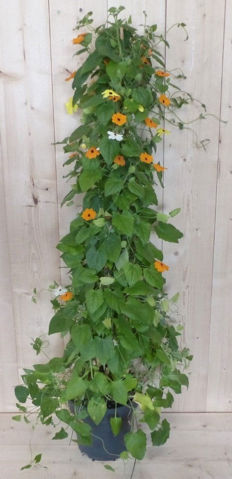 https://cdn.warentuin.nl/media/catalog/product/u/z/uzanne_met_de_mooie_ogen_90_cm_kuipplant_Warentuin_Natuurlijk__1__dc53.JPG