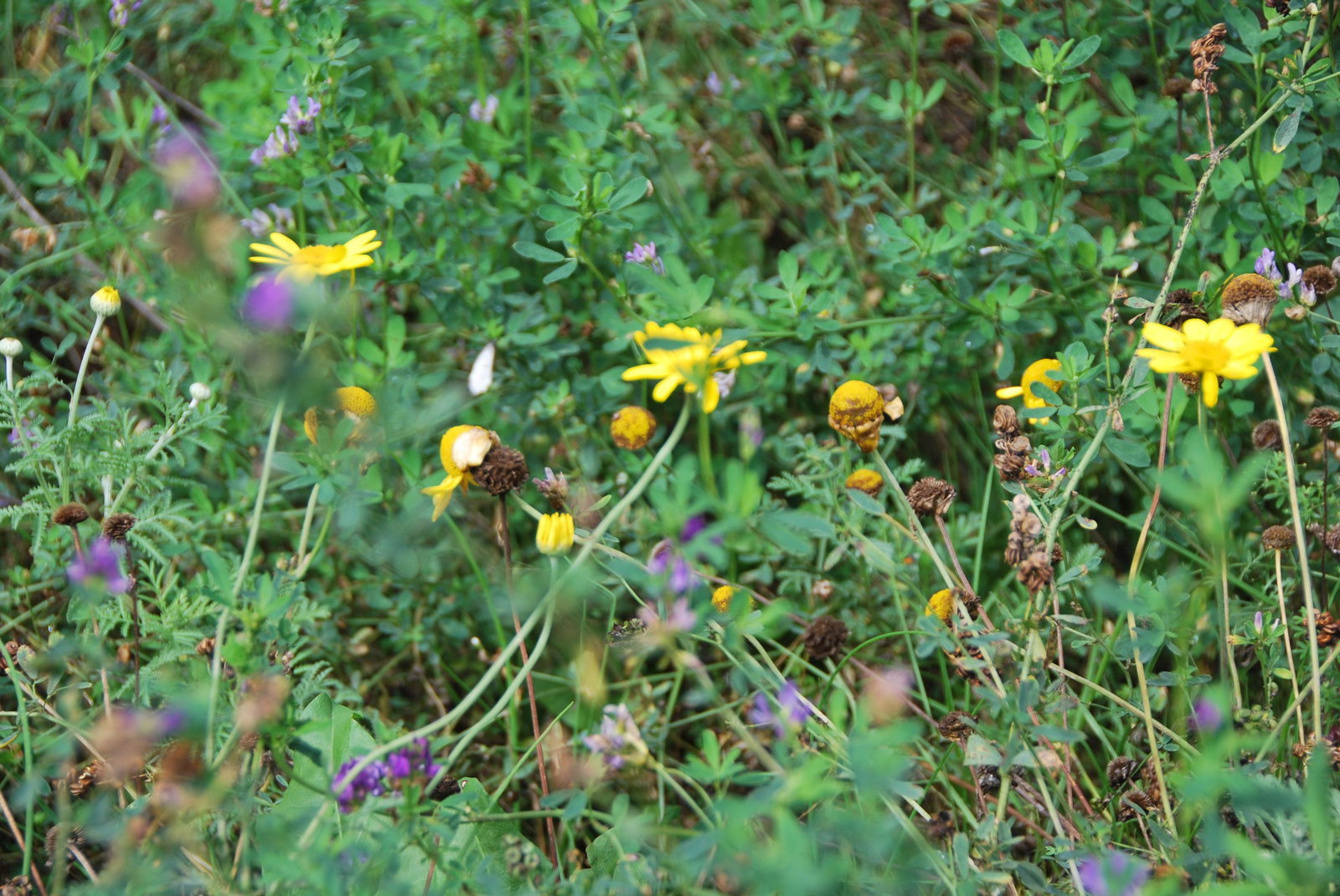 https://cdn.warentuin.nl/media/catalog/product/v/e/vegetatiemat_bees__en__butterflies_b8a7.jpg