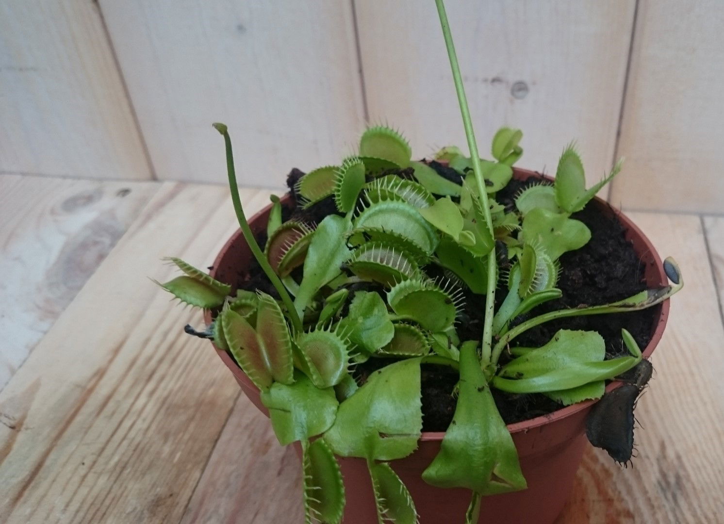 https://cdn.warentuin.nl/media/catalog/product/v/e/venusvliegenvanger_dionaea_2__1_1_7abe.jpg