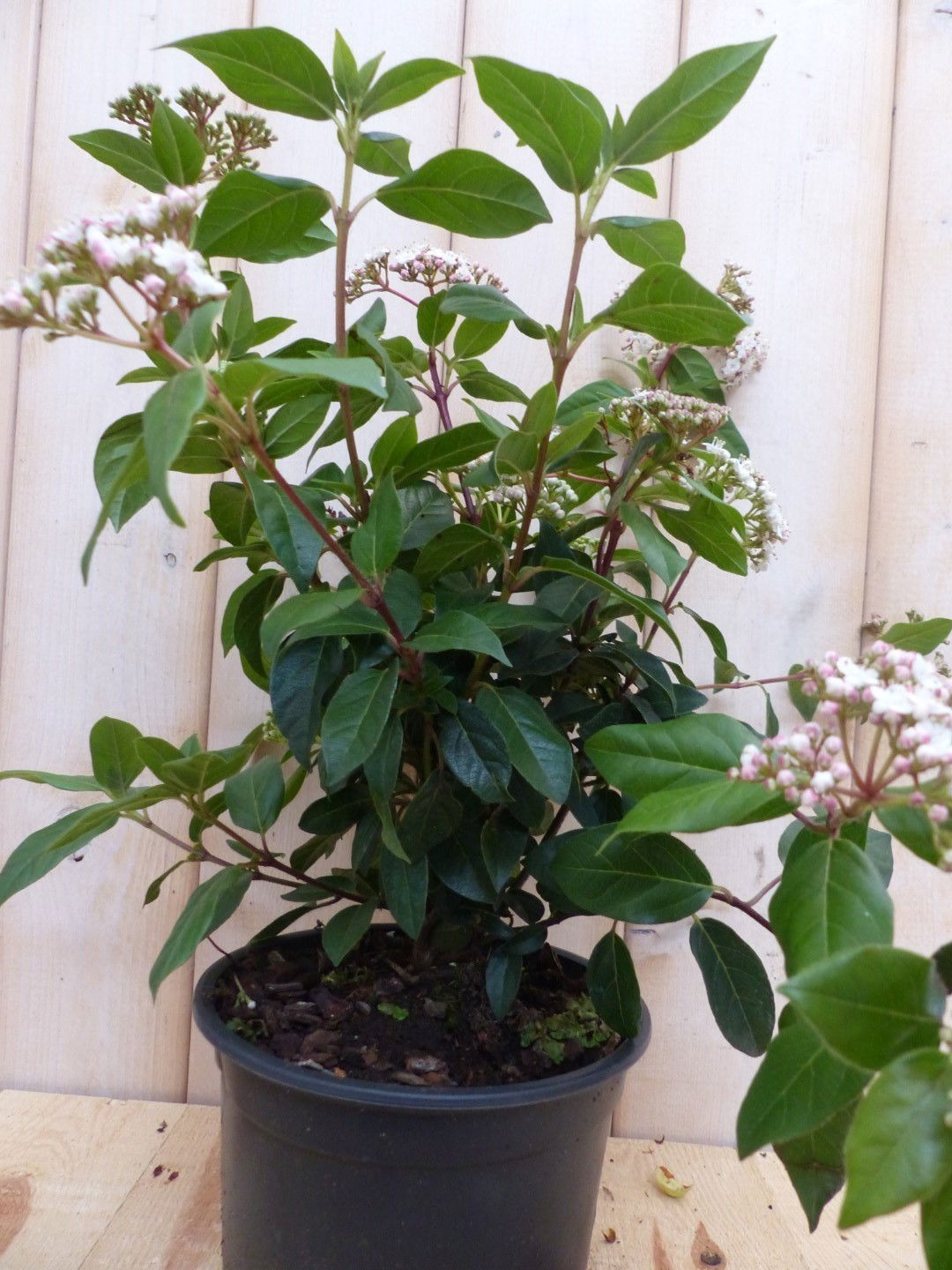 https://cdn.warentuin.nl/media/catalog/product/v/i/viburnum_tinus_30_cm_warentuin_natuurlijk_1__9dd4.jpg