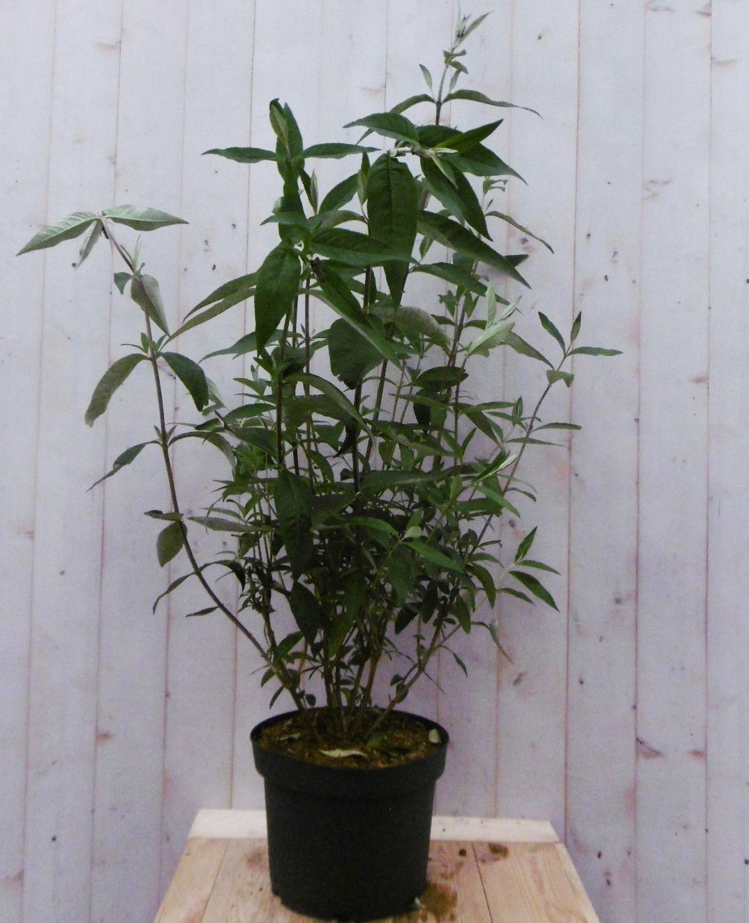 Vlinderstruik Buddleja Paars Groot 80 cm - Warentuin Natuurlijk
