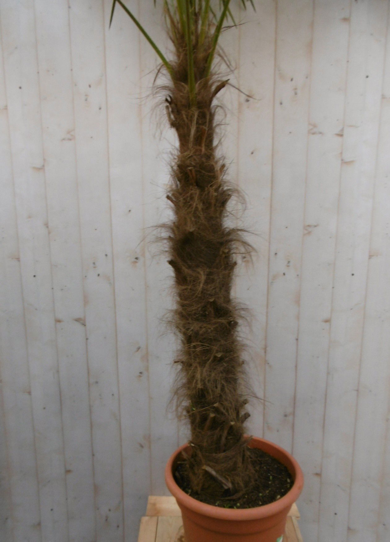 https://cdn.warentuin.nl/media/catalog/product/w/i/winterharde_palmboom_stamhoogte_100_cm_en_hoogte_250_cm_3__2_0334.jpg